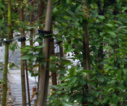 japanese style garden