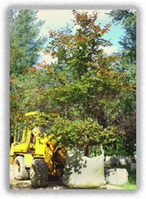 Mature Trees